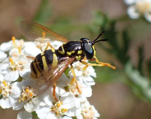 Chrysotoxum verralli